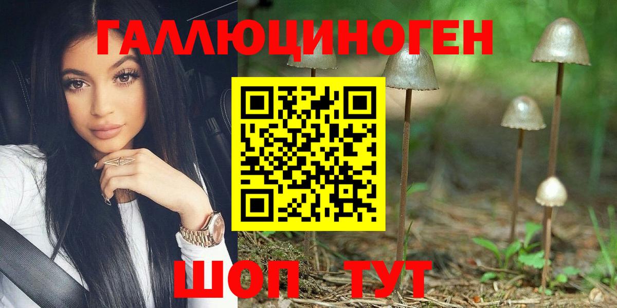 Псилоцибиновые грибы Psilocybe Ачинск